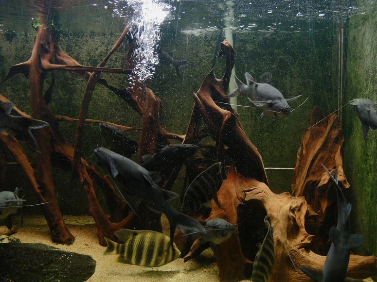 Palmiarnia PoznaĹ - Fotka 10