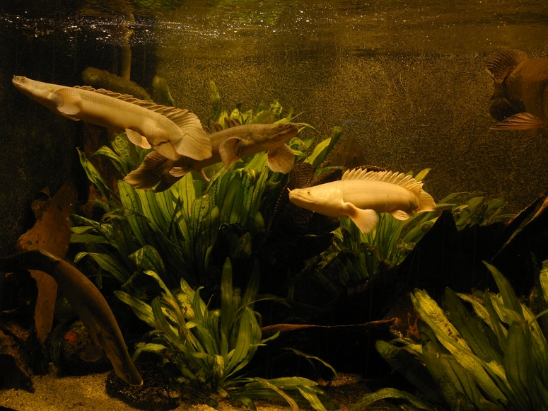 Palmiarnia PoznaĹ - Fotka 12