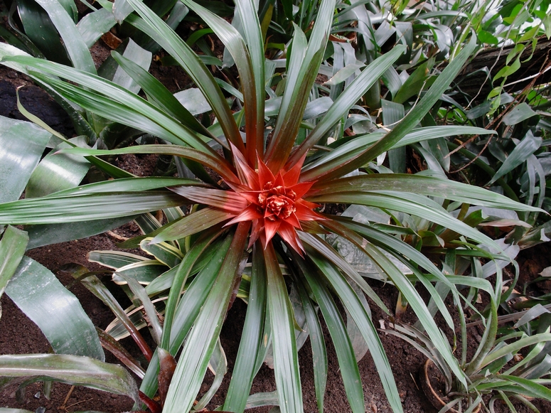Palmiarnia PoznaĹ - Fotka 28