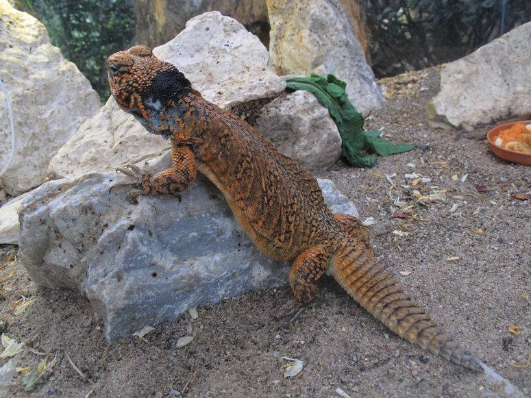 Palmiarnia PoznaĹ - Fotka 37
