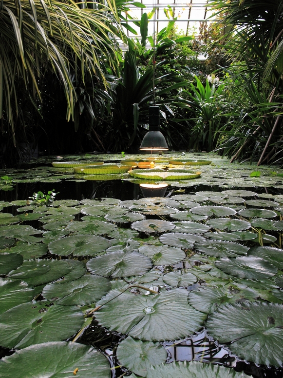 Palmiarnia PoznaĹ - Fotka 39