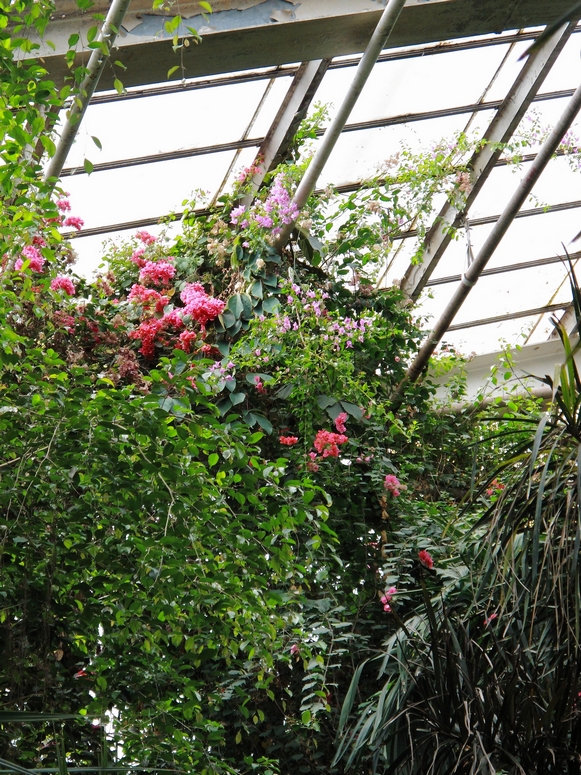 Palmiarnia PoznaĹ - Fotka 47