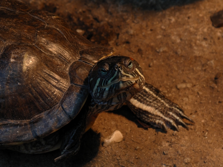 Egzotarium Sosnowiec - Fotka 07