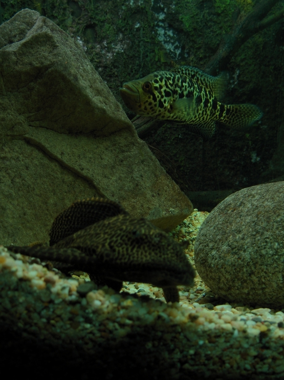 Egzotarium Sosnowiec - Fotka 11