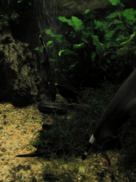 Egzotarium Sosnowiec - Fotka 14