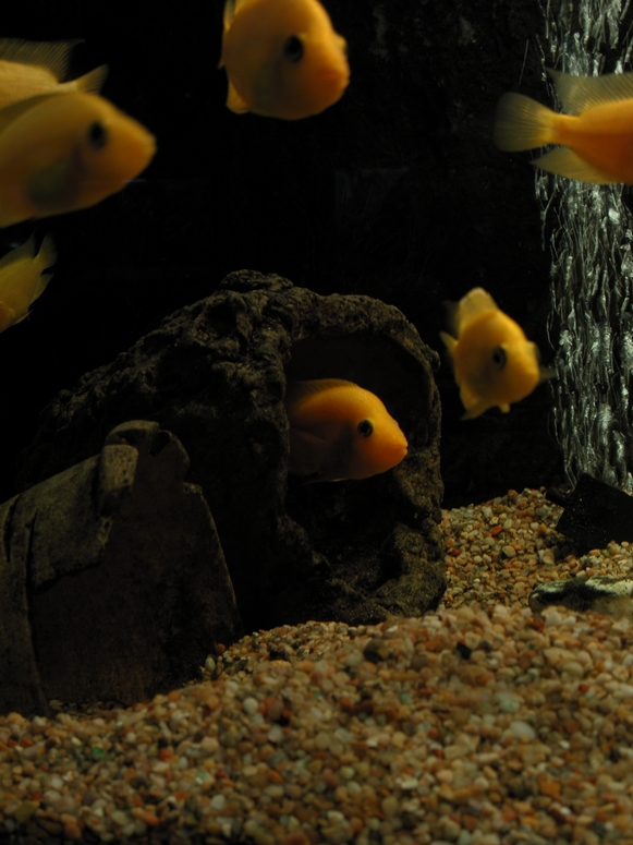 Egzotarium Sosnowiec - Fotka 15