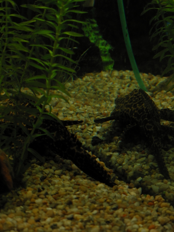 Egzotarium Sosnowiec - Fotka 16