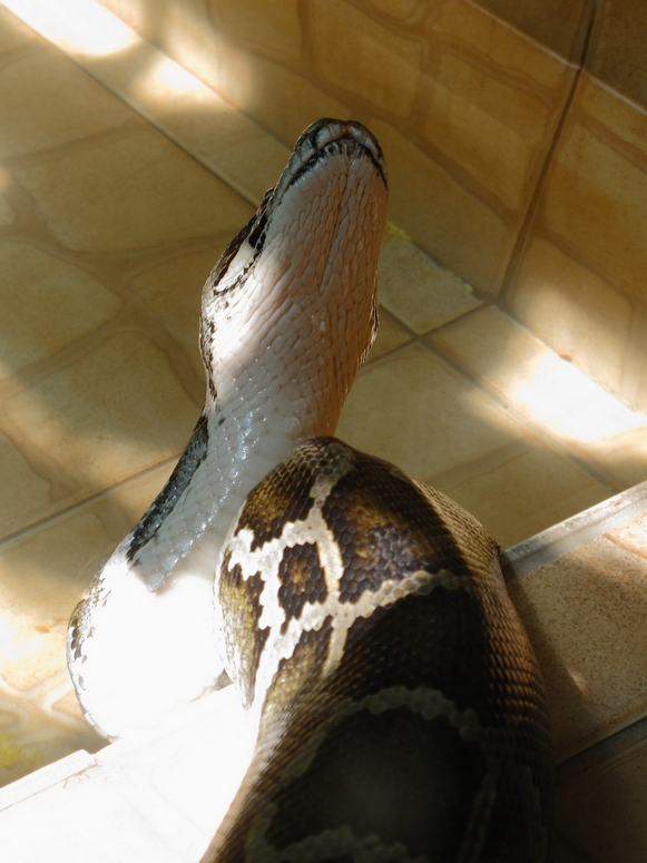 Egzotarium Sosnowiec - Fotka 18