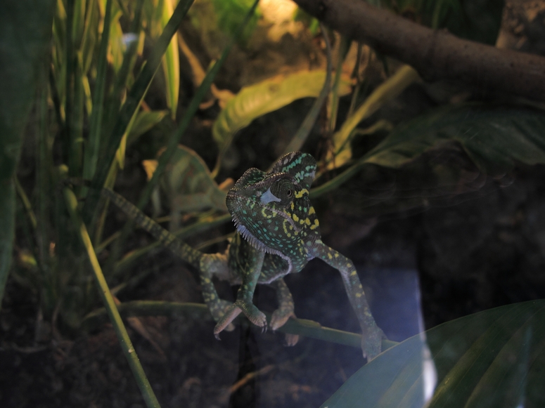 Egzotarium Sosnowiec - Fotka 21