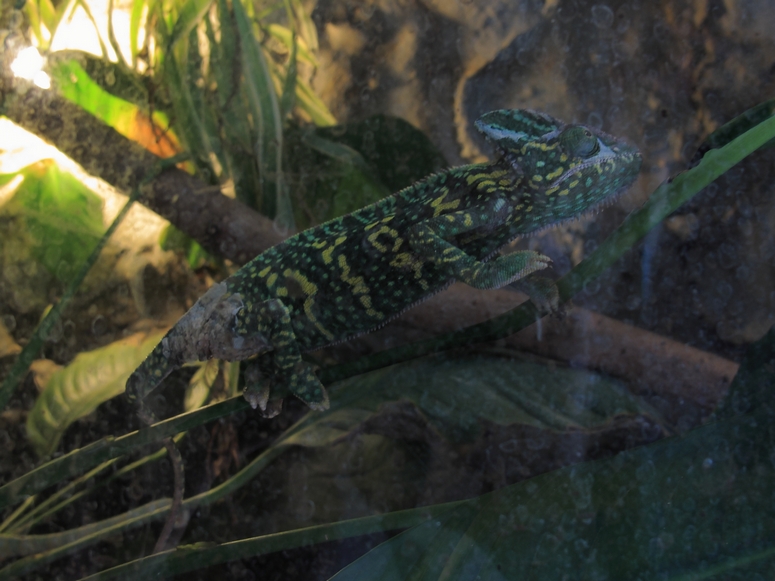 Egzotarium Sosnowiec - Fotka 22