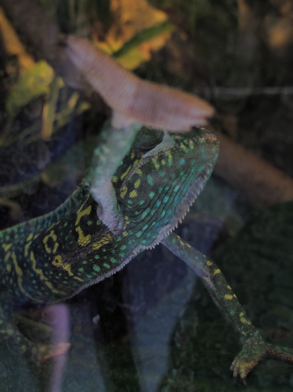 Egzotarium Sosnowiec - Fotka 23