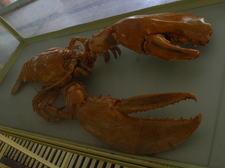 Egzotarium Sosnowiec - Fotka 28