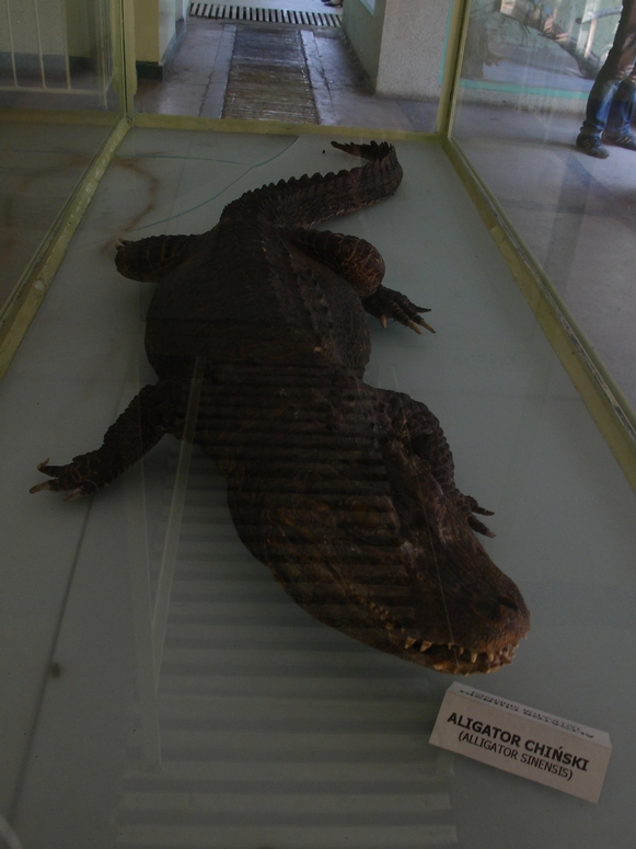Egzotarium Sosnowiec - Fotka 29