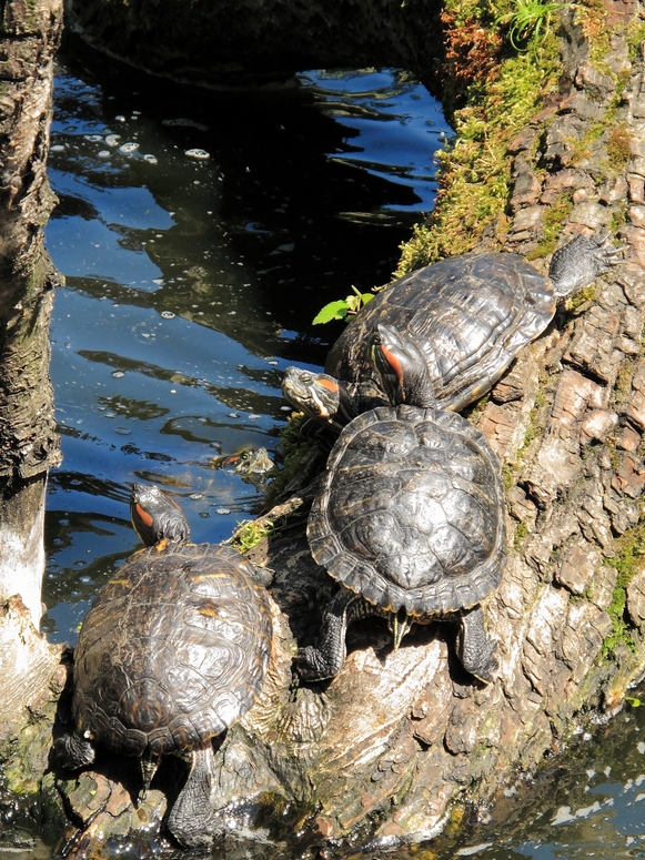 Egzotarium Sosnowiec - Fotka 31