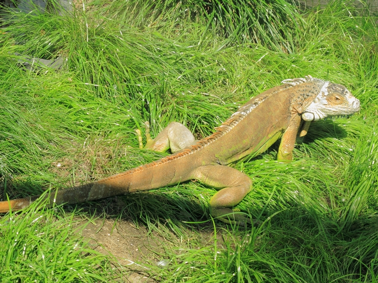 Egzotarium Sosnowiec - Fotka 36