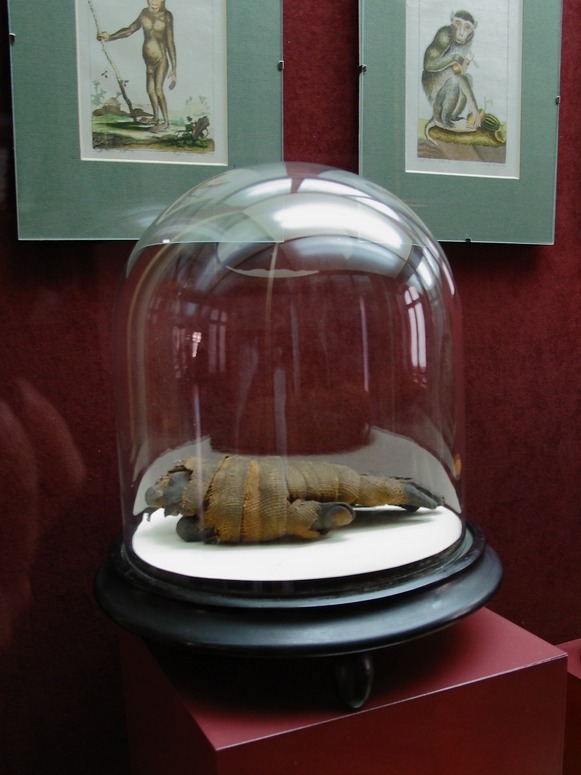 Muzeum ĹlÄska CieszyĹskiego - Fotka 09