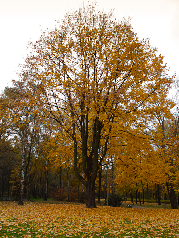 Park im. Tadeusza KoĹciuszki - Fotka 07