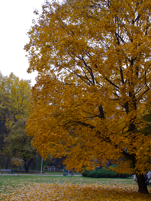 Park im. Tadeusza KoĹciuszki - Fotka 12