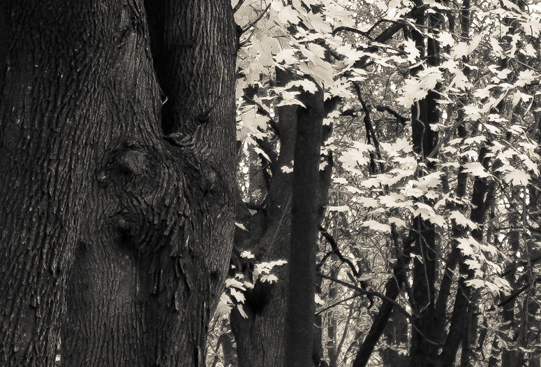 Park im. Tadeusza KoĹciuszki - Fotka 14